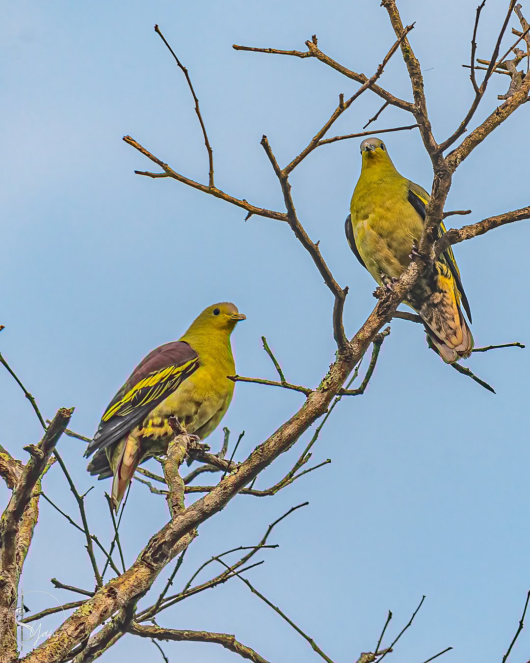 Grey-fronted green pigeon